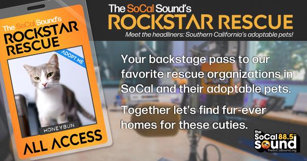 KCSN RockstarRescue PotW 040826 CreateOutlines FACEBOOK 1200x631